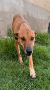 CANELA Imagen 3